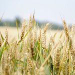 harvest