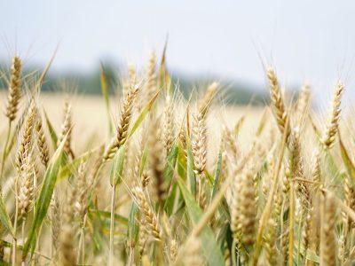 harvest